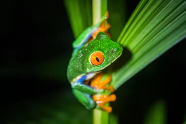 Red eyed tree frog hidden gems Night Walk La Fortuna