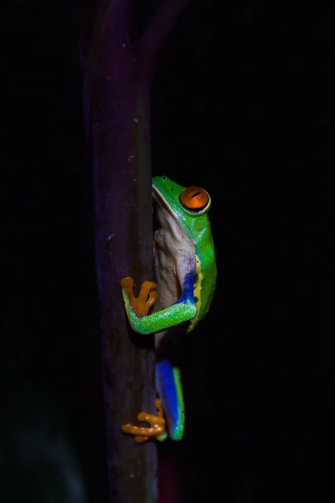 Red eyed tree frog hidden gems Night Walk La Fortuna