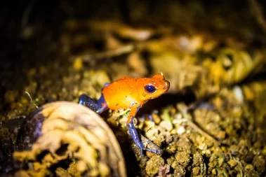 Strawberry poison-dart frog Night Walk La Fortuna