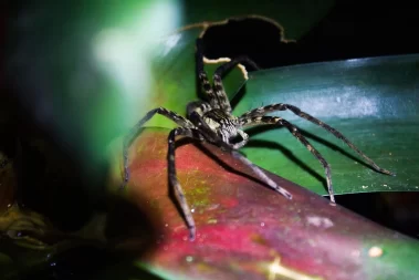 Wolf spider Costa Rica Night Walk La Fortuna