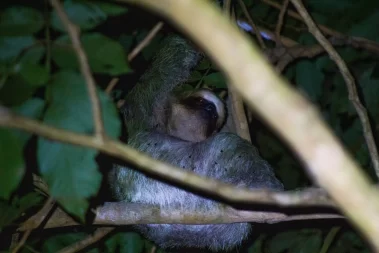 Sloth Wildlife Night Tour Anura