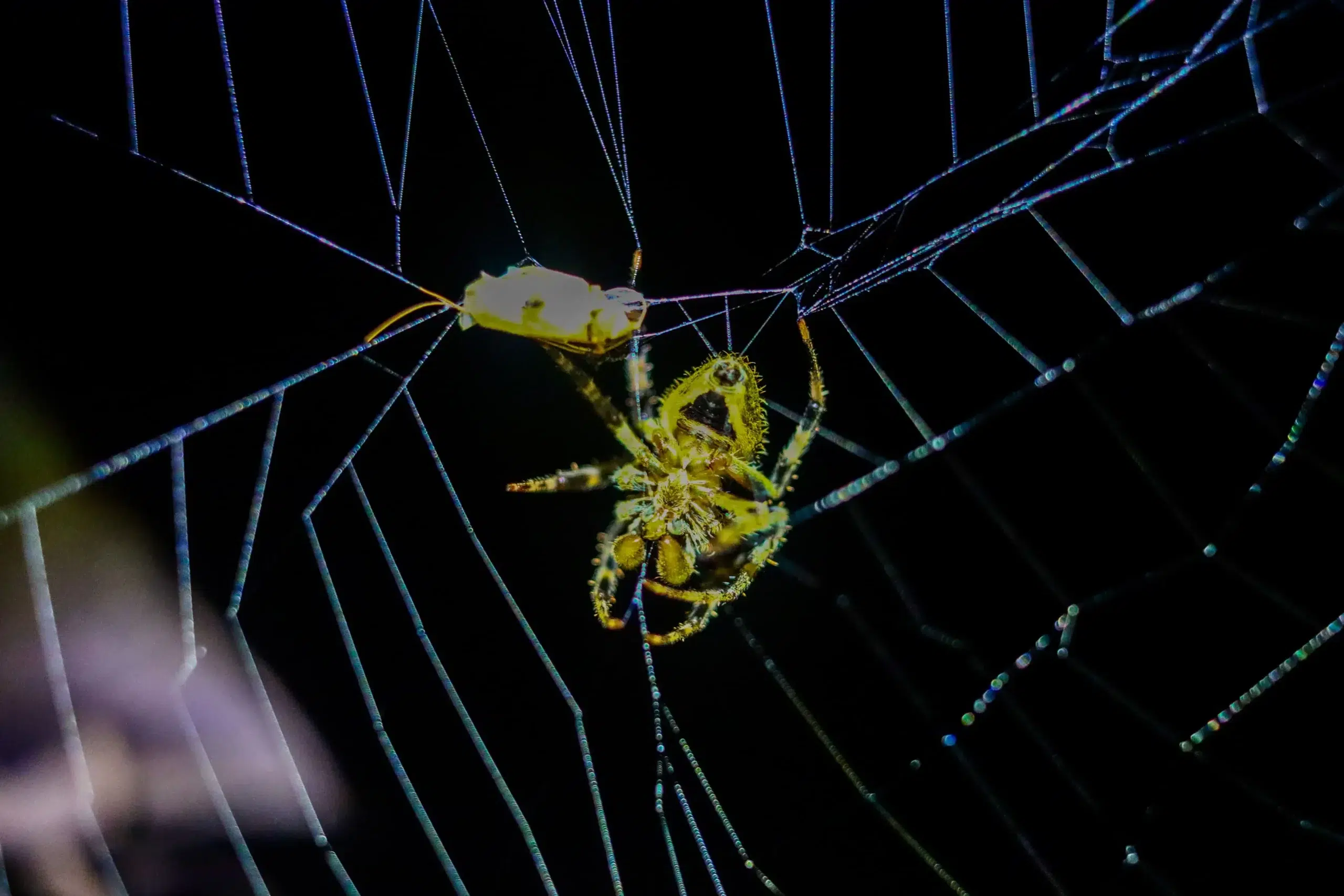 Spider on its web at night during a rainforest Night Tour in La Fortuna Costa Rica near Arenal Volcano