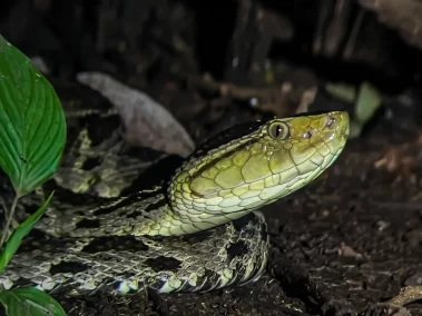 Best Night Walk La Fortuna, Costa Rica