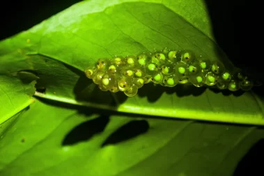 frog anura eggs La Fortuna Night Tour