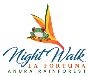 Night Walk La Fortuna