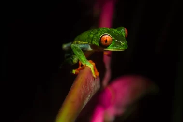 Night Walk La Fortuna Night Tour