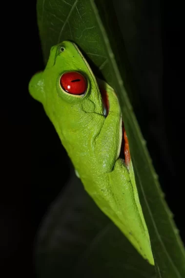 Night Walk La Fortuna red-eyed tree frog