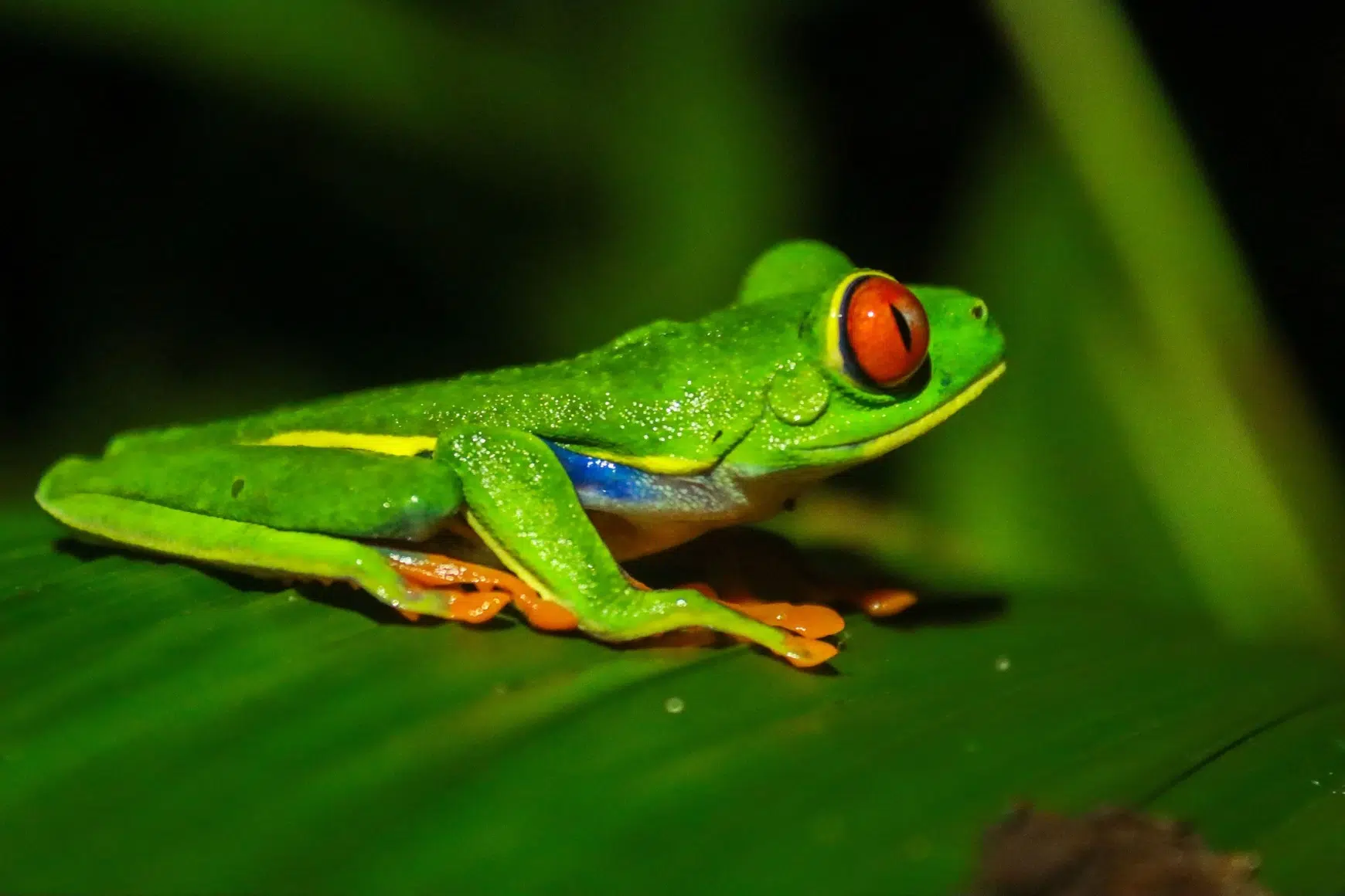 Red-eyed tree frog during a night walk in La Fortuna, Costa Rica