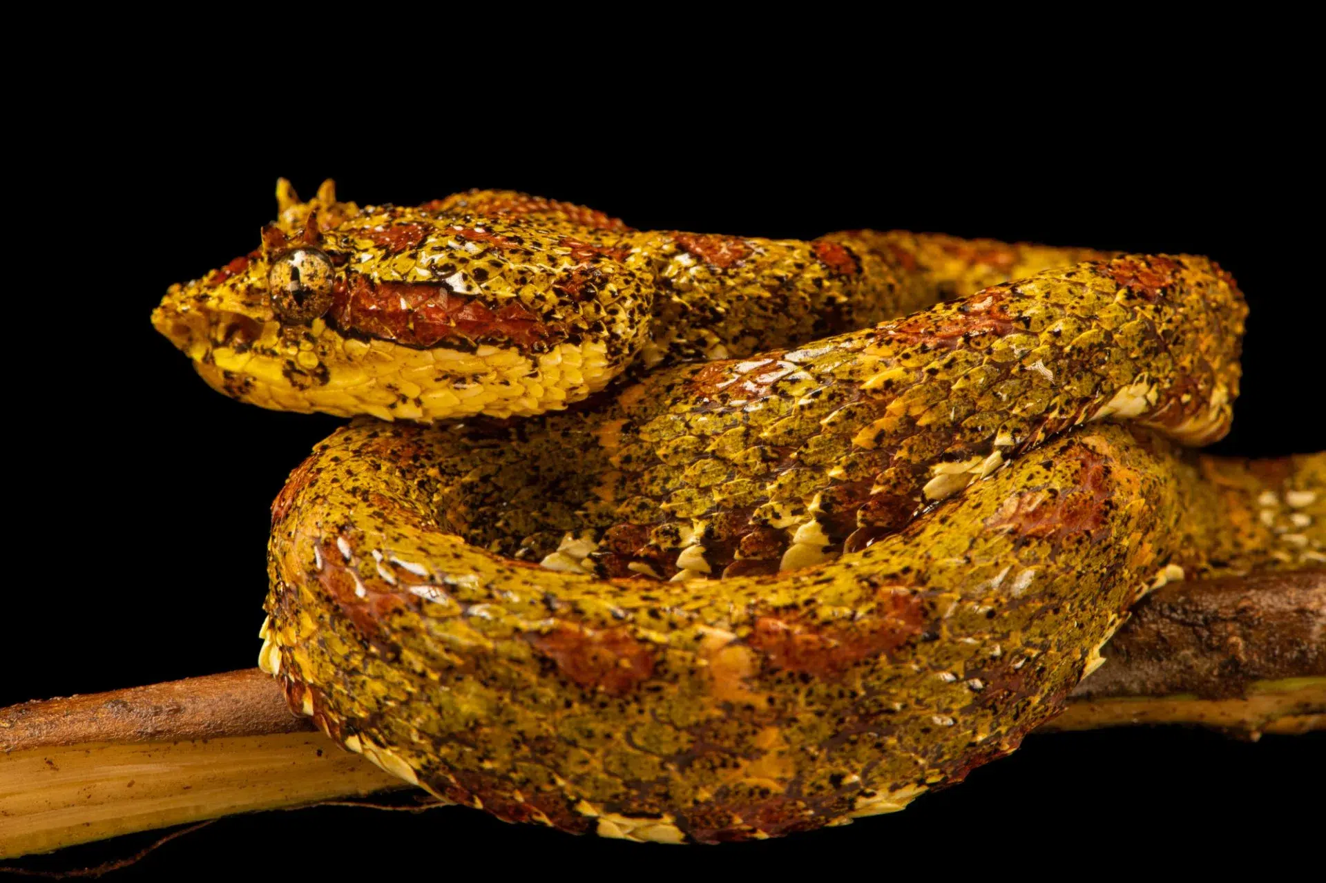 Eyelash viper (Bothriechis schlegelii) seen during a Night Walk in La Fortuna, Costa Rica